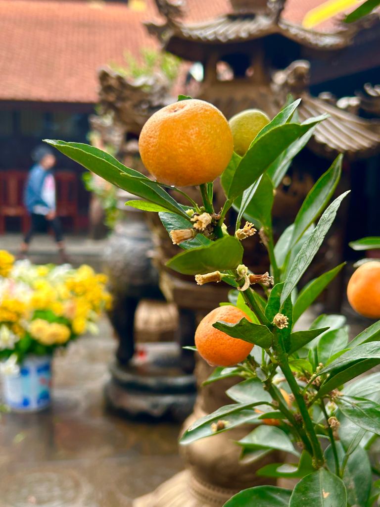 The Delightful Orange Trees of Tran Quoc Pagoda