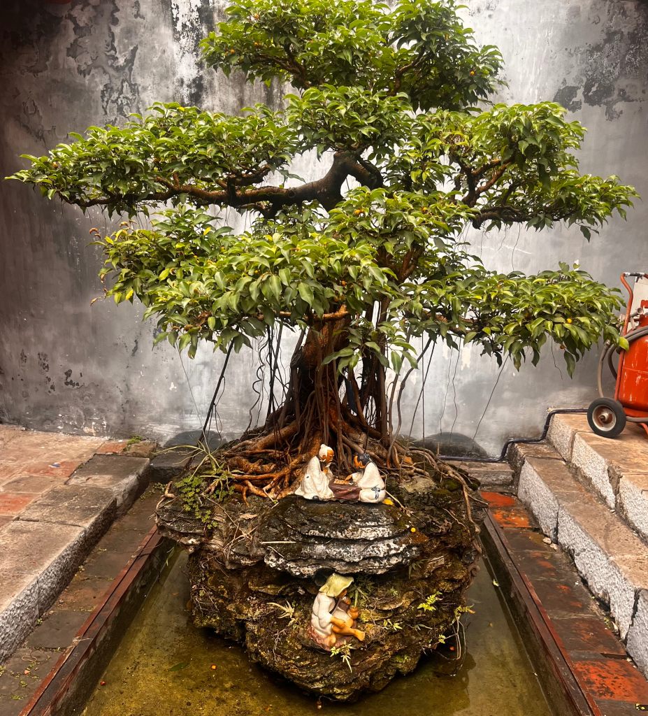 Miniature Reflections - Bonsai Trees Capturing the Essence of Temple of Literature